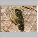 Heriades truncorum - Loecherbiene m02 6mm.jpg